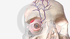 The supraorbital artery is a branch of the ophthalmic artery