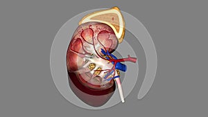 Suprarenal gland, Adrenal gland