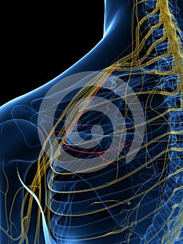 The Suprascapular Nerve