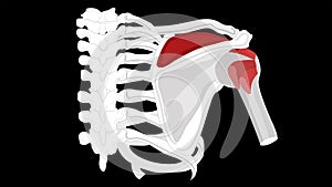 Supraspinatus muscle. Isolate on a black background.