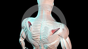 Supraspinatus muscles anatomical position on human body