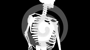 Supraspinatus muscles on skeleton