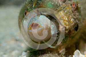 Suprised Blenny