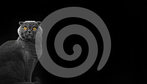 Suprised emotional photo cat in studio, scottish fold breed banner on a black isolated background with copy space