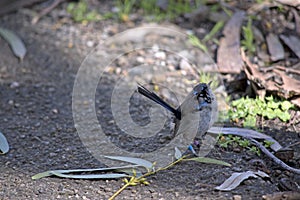 The supurb fairy wren has blue on its face and wings a long black tail black lines on its face over its eyes and a white chest