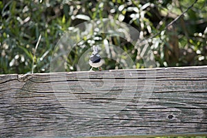 The supurb fairy wren is perched on a bench