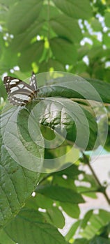 Surabaya, Indonesia beautiful butterfly in the green leave