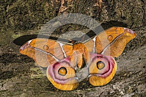 Suraka Silk Moth - Antherina suraka