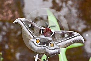 The Suraka Silk Moth (Antherina suraka) in Ranomafana national p