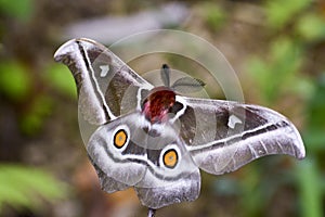 The Suraka Silk Moth (Antherina suraka) in Ranomafana national p