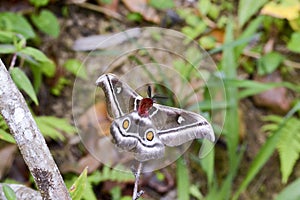 The Suraka Silk Moth (Antherina suraka) in Ranomafana national p