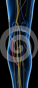 The Sural Communicating Branch