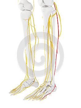 The sural nerve