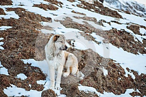 Surefire Svan dog in the mountains of Caucasus photo