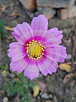 Surely a bright Purple Cosmos Flower is eye catching for a garden