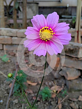 Surely a bright Purple Cosmos Flower is eye catching for a garden