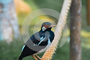 suren starlings are sunbathing