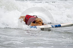 Surf Board Surfer Dog