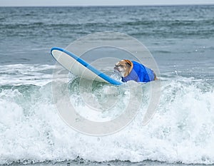 Surf Board Surfer Dog photo