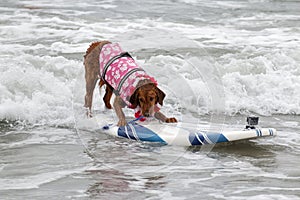 Surf Board Surfer Dog