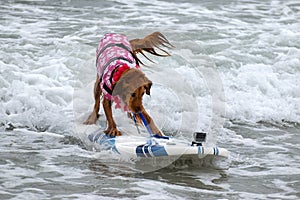 Surf Board Surfer Dog