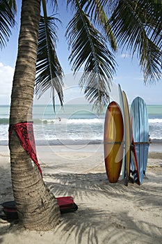 Surfear tableros palmera un árbol Playa 