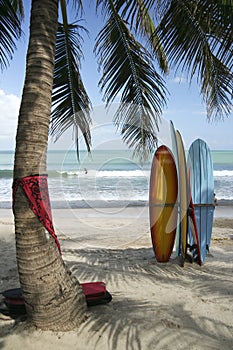 surf boards palm tree kuta beach bali indonesia
