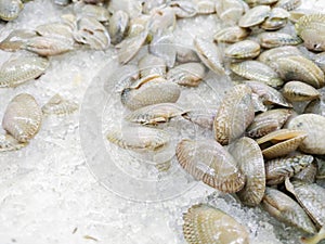 Surf clams,Clams shell or Venus shell freeze with ice in the market