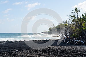 Surf hits tree coastline of palms and drywood at Pohoiki  beach