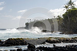 Surf hits tree coastline of palms and drywood at Pohoiki  beach