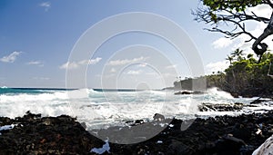 Surf hits tree coastline of palms and drywood at Pohoiki  beach