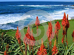 Surf with red succulents