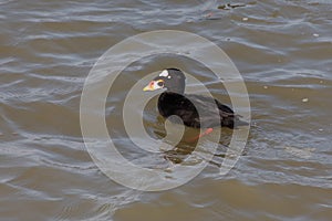 A surf scoter