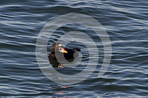 A Surf Scoter