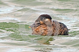 Surf Scoter