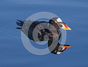 Surf Scoter