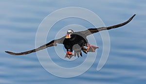 Surf Scoter