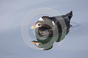 Surf Scoter bird