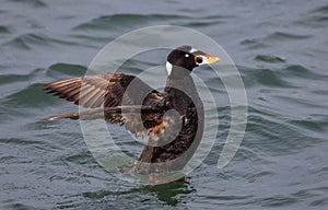 Surf Scoter bird