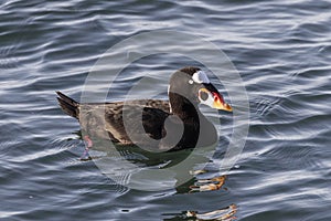 Surf Scoter bird