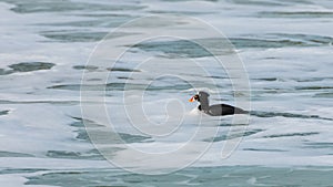 Surf Scoter, Melanitta perspicillata, duck