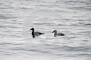 Surf scoter swmming in the ocean