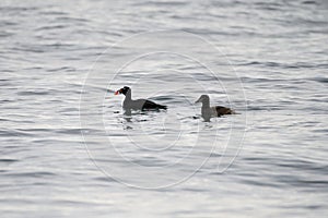 Surf scoter swmming in the ocean