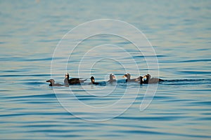 Surf scoter swmming in the ocean