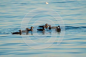 Surf scoter swmming in the ocean