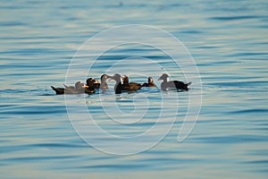 Surf scoter swmming in the ocean