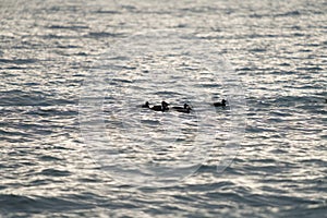 Surf scoter swmming in the ocean