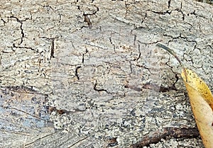 The surface of the bark of a fallen tree trunk looks artistic. Around them dried leaf