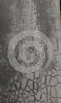 surface of cement stump.