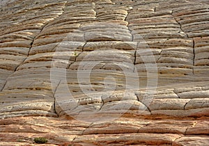 Surface of Checkerboard Mesa in Zion